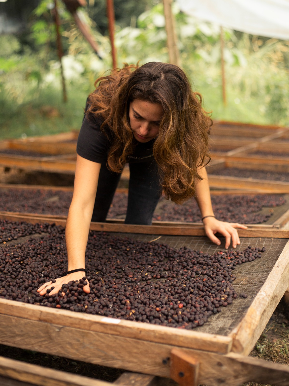Secado del café en camas — Finca Coyametla